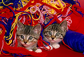 CAT 03 RK1587 01
Two Tabby Kittens Surrounded By Colorful Yarn
