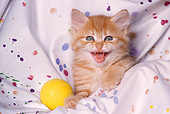 CAT 03 RK1600 05
Head Shot Of Orange Kitten In Painted Sheet With Yellow Ball