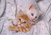 CAT 03 RK1602 16
Head Shots Of Two Kittens In Floral Sheet