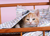 CAT 03 RK1606 10
Orange And White Kitten Sitting In Small Crib