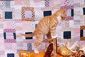 CAT 03 RK1621 05
Orange And White Kitten Sitting On Top Of Pumpkins In Basket