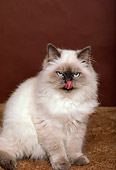 CAT 03 RK1625 01
Birman Kitten Sitting Studio