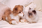 CAT 03 RK1638 17
Birman Kitten Laying On Bed With Stuffed Animal