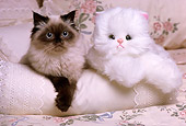 CAT 03 RK1642 04
Birman Kitten Leaning On Pillow Next To Stuffed Kitten