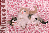 CAT 03 RK1649 03
Two Kittens Laying Together On Pink Material