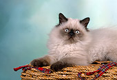 CAT 03 RK1670 04
Himalayan Persian Kitten Laying On Basket
