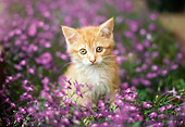 CAT 03 RK1699 04
Orange Kitten Sitting Among Purple Flowers