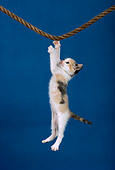 CAT 03 RK1700 08
Humorous Shot Of Calico Kitten Hanging From Rope Blue Background