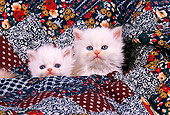CAT 03 RK1702 01
Head Shot Of Two White Persian Kittens Against Quilt