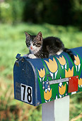 CAT 03 RK1722 02
Gray And White Kitten Sitting On Top Of Mailbox