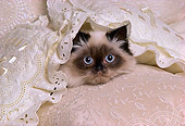 CAT 03 RK1730 36
Birman Kitten Laying Under Lace Pillows