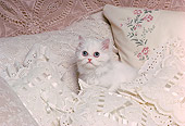 CAT 03 RK1731 07
White Kitten Laying On Bed By Pillows