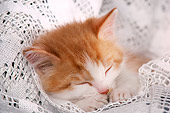 CAT 03 RK1732 06
Head Shot Of Orange And White Kitten Sleeping On Lace
