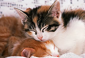 CAT 03 RK1734 07
Calico Kitten With Orange Kittens Sleeping On Lace