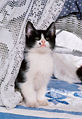 CAT 03 RK1735 11
Black And White Kitten Sitting Behind Lace Curtain