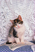 CAT 03 RK1736 02
Gray And White Kitten Sitting By Lace Curtain