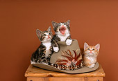 CAT 03 RK1744 06
Three Kittens Sitting On Top Of Cowboy Hat