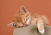 CAT 03 RK1747 05
Orange Kitten Sleeping On Cowboy Hat