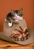 CAT 03 RK1751 11
Gray And White Kitten Laying On Top Of Cowboy Hat