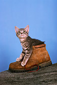 CAT 03 RK1753 12
Gray And White Kitten Sitting Inside Hiking Boot On Log