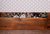 CAT 03 RK1760 04
A Group Of Kitten Sitting In Wooden Box Peeking Over