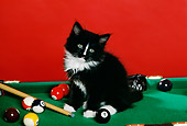 CAT 03 RK1761 01
Black And White Kitten Sitting On Pool Table Red Background