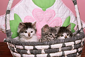 CAT 03 RK1775 04
Three Kittens Sitting In Basket With Flower Pillow