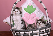 CAT 03 RK1775 08
Three Kittens Sitting In Basket With Flower Pillow