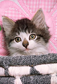 CAT 03 RK1776 03
Gray And White Kitten Sitting In Basket With Flower Pillow
