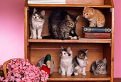 CAT 03 RK1780 02
A Group Of Kittens Sitting In Bookcase By Pink Flowers