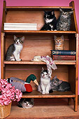 CAT 03 RK1780 11
A Group Of Kittens Sitting In Bookcase By Pink Flowers