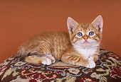 CAT 03 RK1809 24
Orange And White Kitten Laying Foot Stool Brown Background