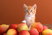 CAT 03 RK1814 28
Orange Kitten Sitting In A Pile Of Mangos Brown Background