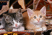 CAT 03 RK1821 01
Head Shot Of Gray And Orange Kittens Laying On Quilt Background