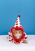 CAT 03 RK1851 31
Orange Kitten In Clown Outfit Blue Background