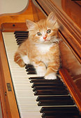 CAT 03 RK1969 05
Red And White Kitten Sitting On Piano Keys