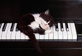 CAT 03 RK1975 08
Black And White Kitten Sleeping On Piano Keys