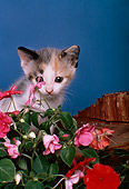 CAT 03 RK2005 07
Head Shot Of Calico Kitten By Flowers Blue Background