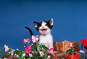 CAT 03 RK2006 11
Head Shot Of Black And White Kitten By Flowers Blue Background