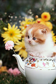 CAT 03 RK2019 02
Head Shot Of Orange And White Kitten Inside Teapot By Flowers