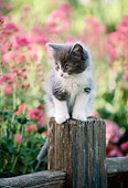 CAT 03 RK2041 17
Gray And White Kitten On Wooden Post By Flowers
