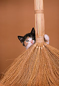 CAT 03 RK2053 45
Calico Kitten With Grass Broom Brown Background