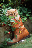 CAT 03 RK2062 03
Head Shot Of Orange Kitten In Cowboy Boot By Plants