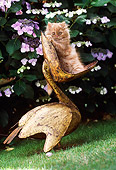 CAT 03 RK2071 02
Orange Kitten Sitting On Brass Pelican Statue On Grass Flowers Background