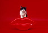 CAT 03 RK2095 25
Black And White Kitten With Big Red Lips Red Background