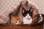 CAT 03 RK2099 08
Two Kittens Sitting In Wooden Basket With Blanket