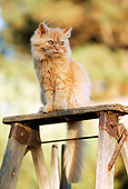 CAT 03 RK2109 06
Orange Kitten Sitting On Top Of Ladder Trees Background