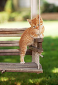 CAT 03 RK2123 01
Orange Kitten On Garden Swing