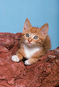 CAT 03 RK2144 03
Orange And White Kitten Laying On Rock Blue Background