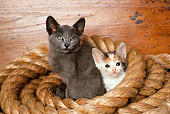 CAT 03 RK2162 13
Two Kittens Sitting In Coiled Giant Rope